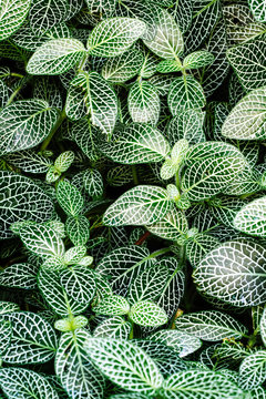 Green leafes