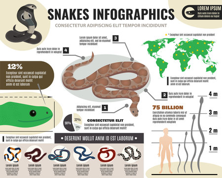 Snakes Reptiles Infographics