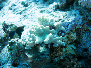 Unterwasser Ägypten