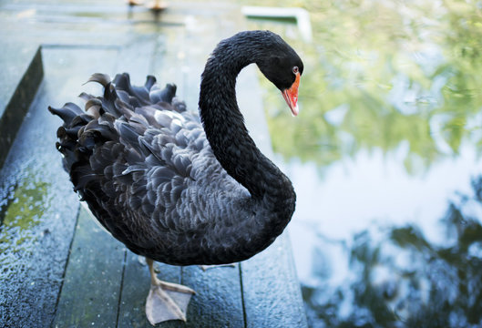 Black Swan On The Ground