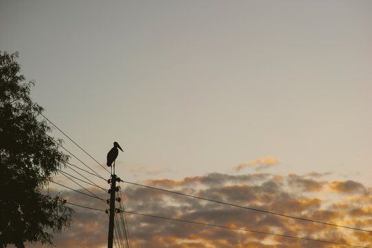 Stork on a Pole