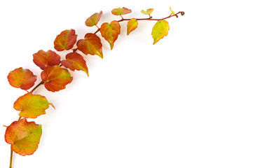 Autumnal leaves on white background with copy space