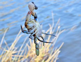 Catch of blue crabs in the Dalaman River in Turkey