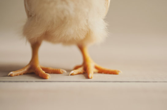 Chicken feet