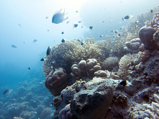 Unterwasser Ägypten