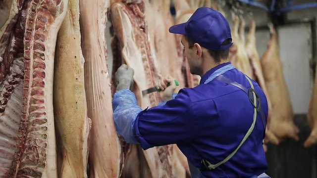 Pork carcasses hang on metal hooks. butchers cut lard from pork carcasses.