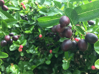 Black karonda fruit or bengal Currants and green leaf on the tree.Tropical Fruits from Thailand and Southeast Asia. It is local herbs.