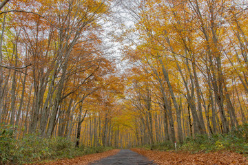 Fototapeta premium 乳頭温泉付近の紅葉