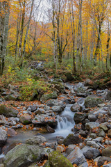 Obraz premium 乳頭温泉付近の紅葉