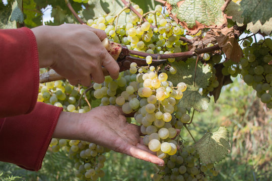 Wine grapes and secateurs in farmer's hands. Yellow-green bunch at the sunny ecological vineyards during harvest