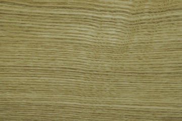 Backdrop or background wooden. Veneer ash tree.