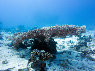 Unterwasser Ägypten