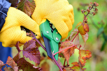 Hands with gloves of gardener doing maintenance work, pruning bushes in autumn