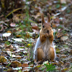 A red squirrel sitting on the ground, eating nuts in the autumn park, green grass, yellow leaves