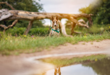 Hund mit Halstuch sitzt in der Natur und spiegelt sich in Wasser