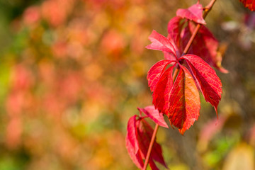 Red fall leafs background with copy space.