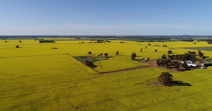 Yellow canola field and green wheat corn field in farmlands of Victoria state in aerial rotation.
