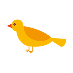 cute bird animal forest wild