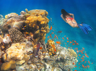 girl swims underwater amid the coral and colorful tropical fish in Red Sea, Eilat, Israel