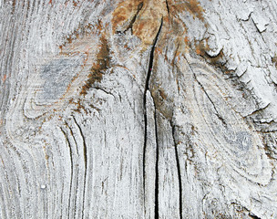 cut the tree in the hoarfrost. background texture.