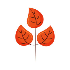 autumn leaves natural botany foliage