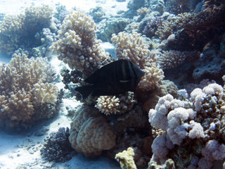 Unterwasser Ägypten