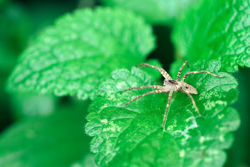 Nursery Web Spider Sitting On Green Leaf In Garden
