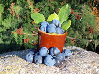 Plums in cup 2