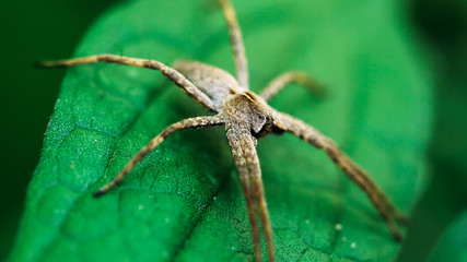 Nursery Web Spider Sitting On Green Leaf In Garden