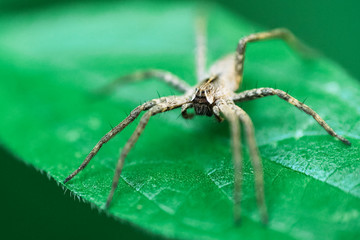 Nursery Web Spider Sitting On Green Leaf In Garden