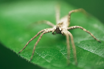 Nursery Web Spider Sitting On Green Leaf In Garden