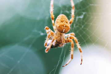 European Cross Spider (Araneus Diadematus) On Web Eating Prey