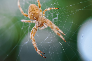 European Cross Spider (Araneus Diadematus) On Web