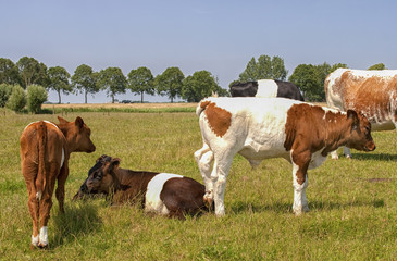 Fototapeta na wymiar Lakenvelder cattle