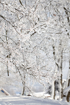majestic winter landscape - branches covered with snow.
