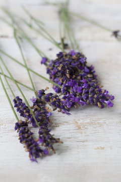 Lavender