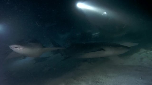 Scuba divers looks on the Tawny nurse sharks - Nebrius ferrugineus in the night, Indian Ocean, Maldives
