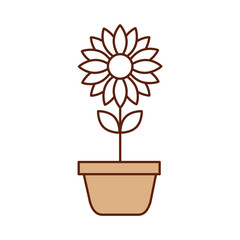 potted flower nature decoration interior plant