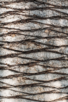 Pattern made of bark of a palm tree