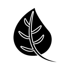 Obraz premium autumn leaf foliage flora decoration