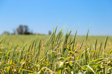Field of corn. Rural farm land in a sunny day. Growing corn is still green. The sky is a clear and intense blue.