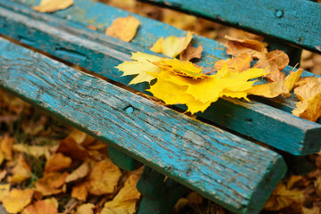 Leaves on bench in autumn park
