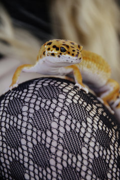 Leopard Gecko
