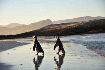 Penguins on Boulders Beach in Cape Town, South Africa © Simon