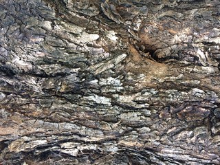 Olive tree bark 