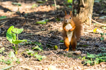 Squirrel close-up in the forest in a natural environment