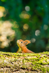 Squirrel close-up in the forest in a natural environment