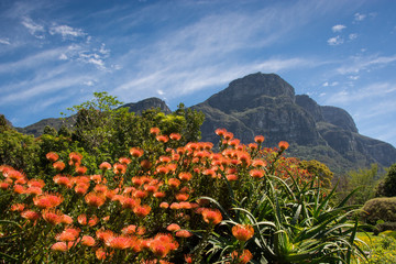 Pincushion protea flowers near Table Mountain, Cape Town, South Africa