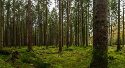 urskog i Skåne med gamla tallar och grön mossa