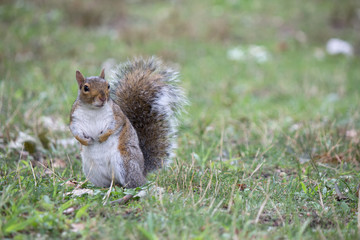 Squirrel on grass looks forward and forepaw pinches under itself, very close up photo